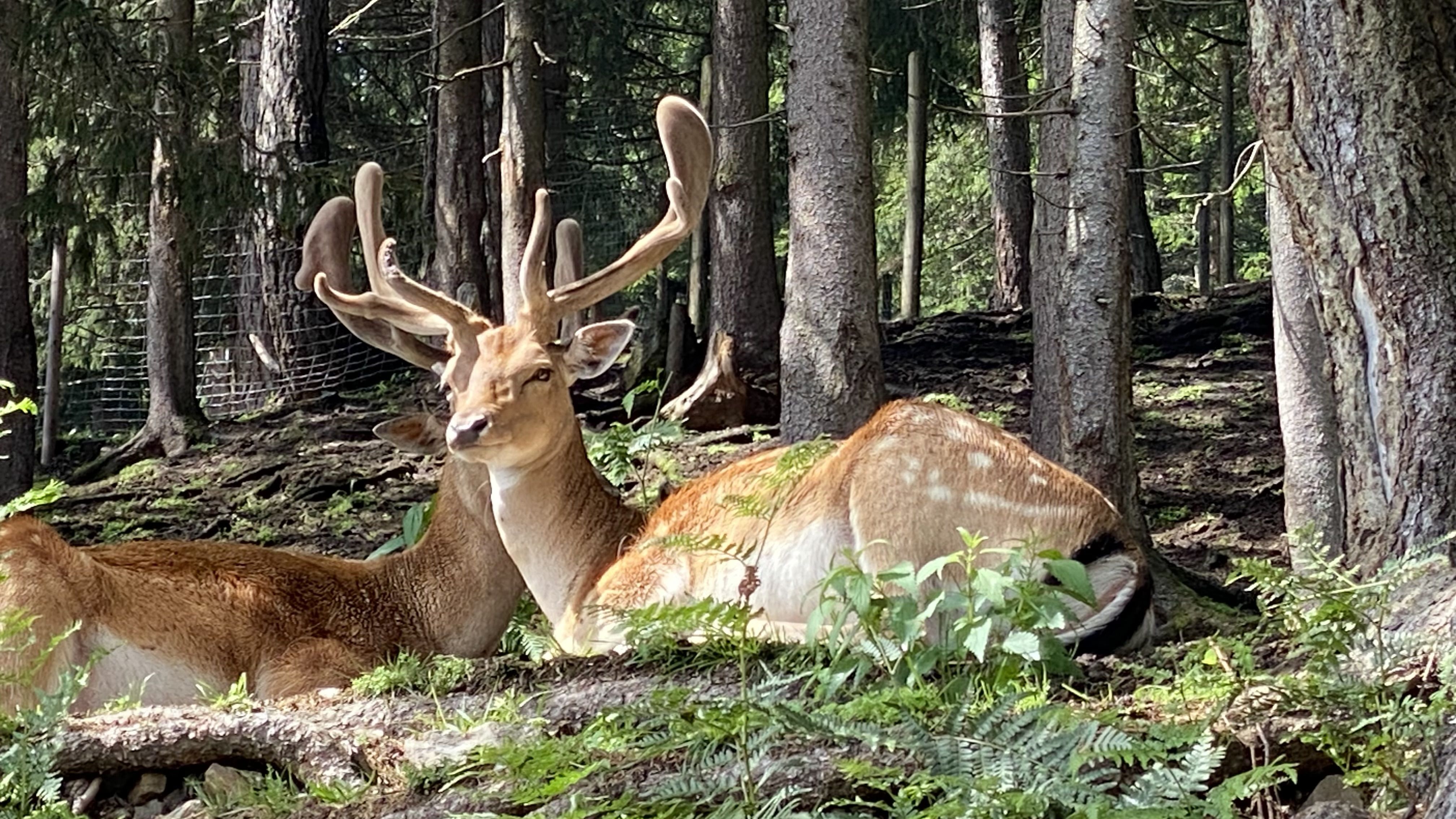 Passio animals · Dolomitas, Austria FOTO: Elisabetta Bacconi 