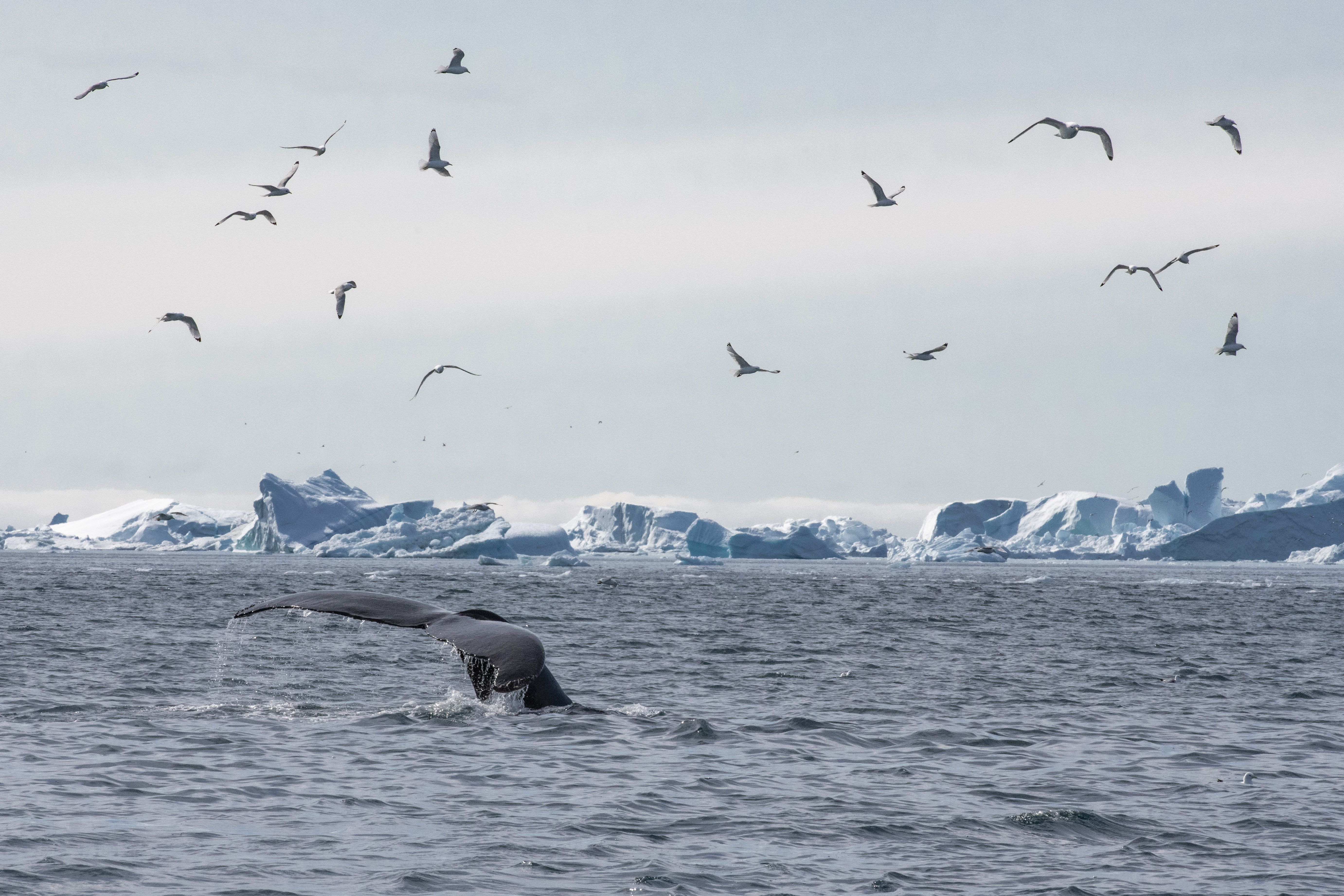 Força de la natura · Disko Bay, Greenland FOTO: Cristina Estavillo Lopez