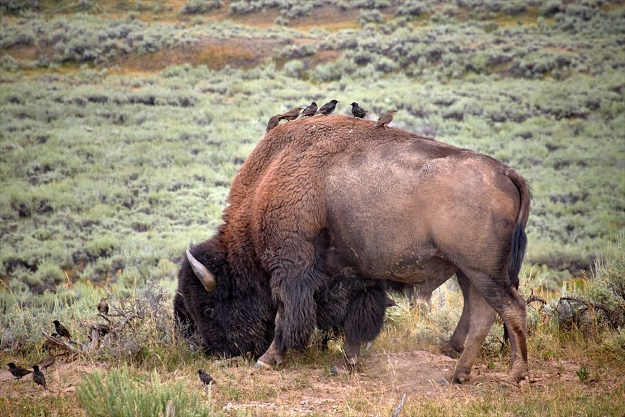 Amics · Yellowstone National Park USA FOTO: Gustavo Ceballos