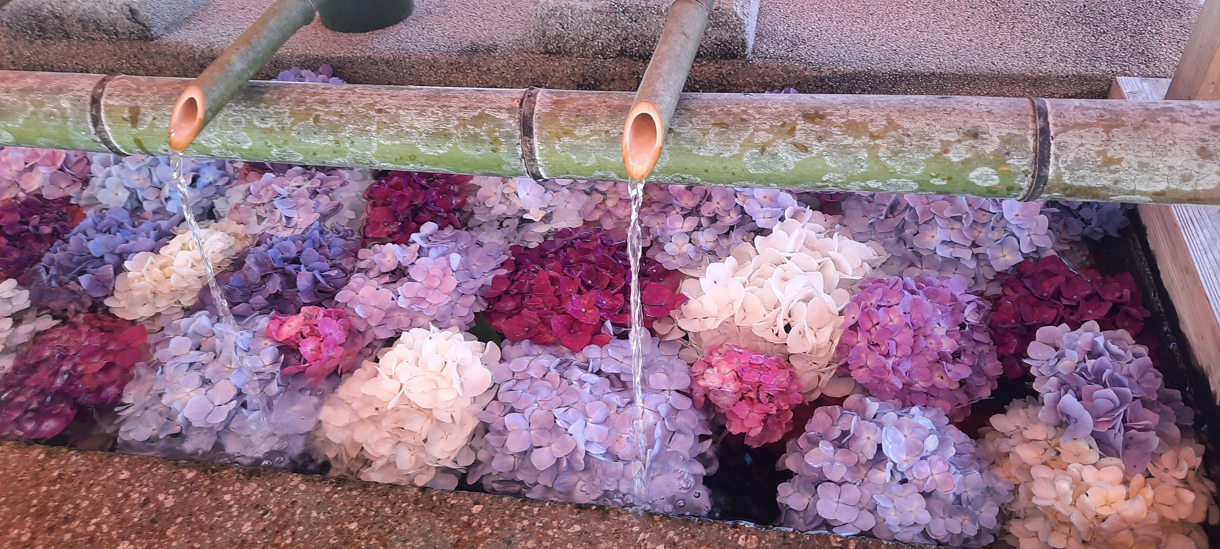 Hortensies a la fresca · Santuari Kumano Nachi, Japó FOTO: Eugènia Barrera Barba