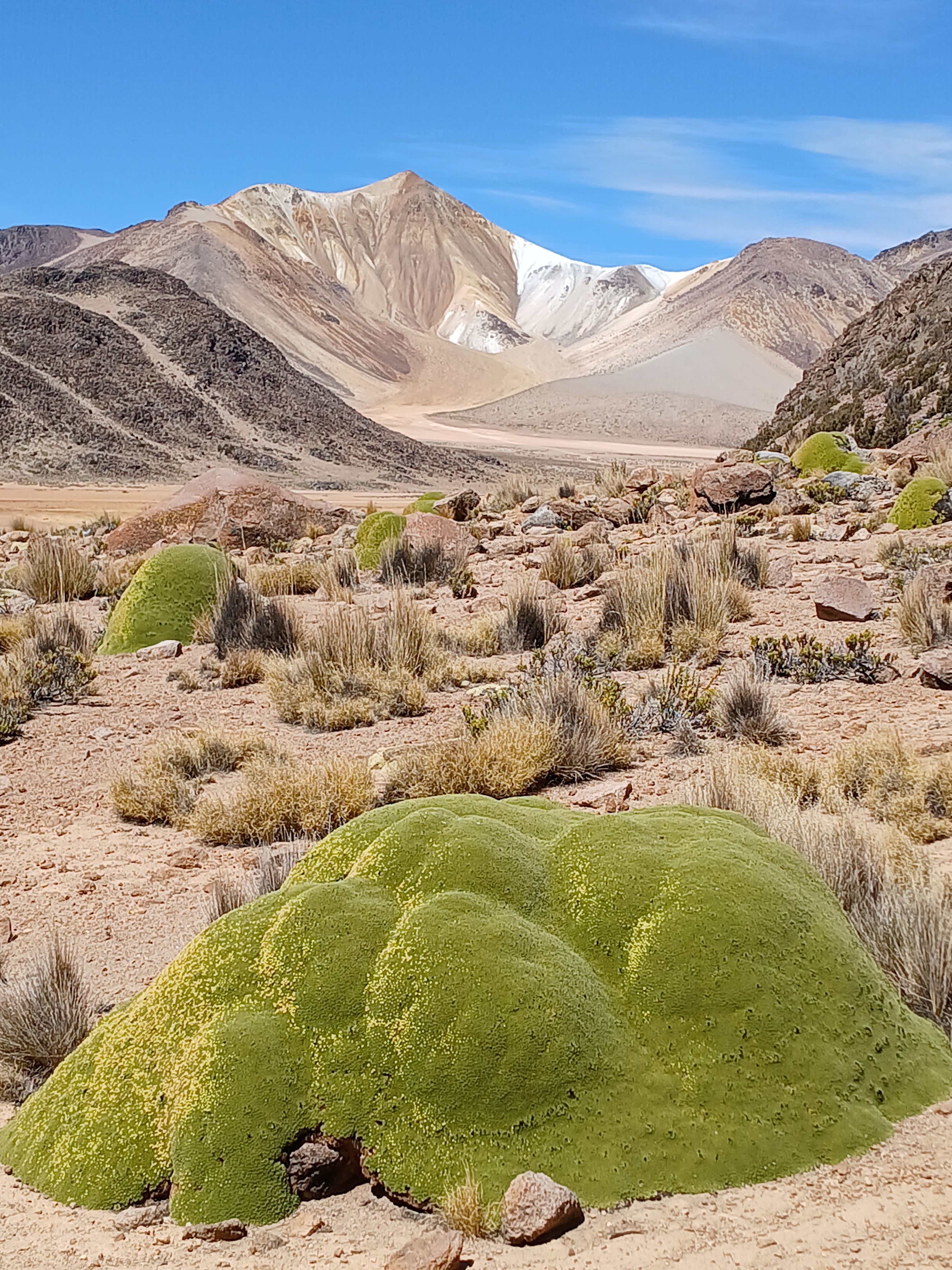 Quasi desert. · Suriplaza, Parque Nacional del Lauca, Chile FOTO: Anna Sala Bolado