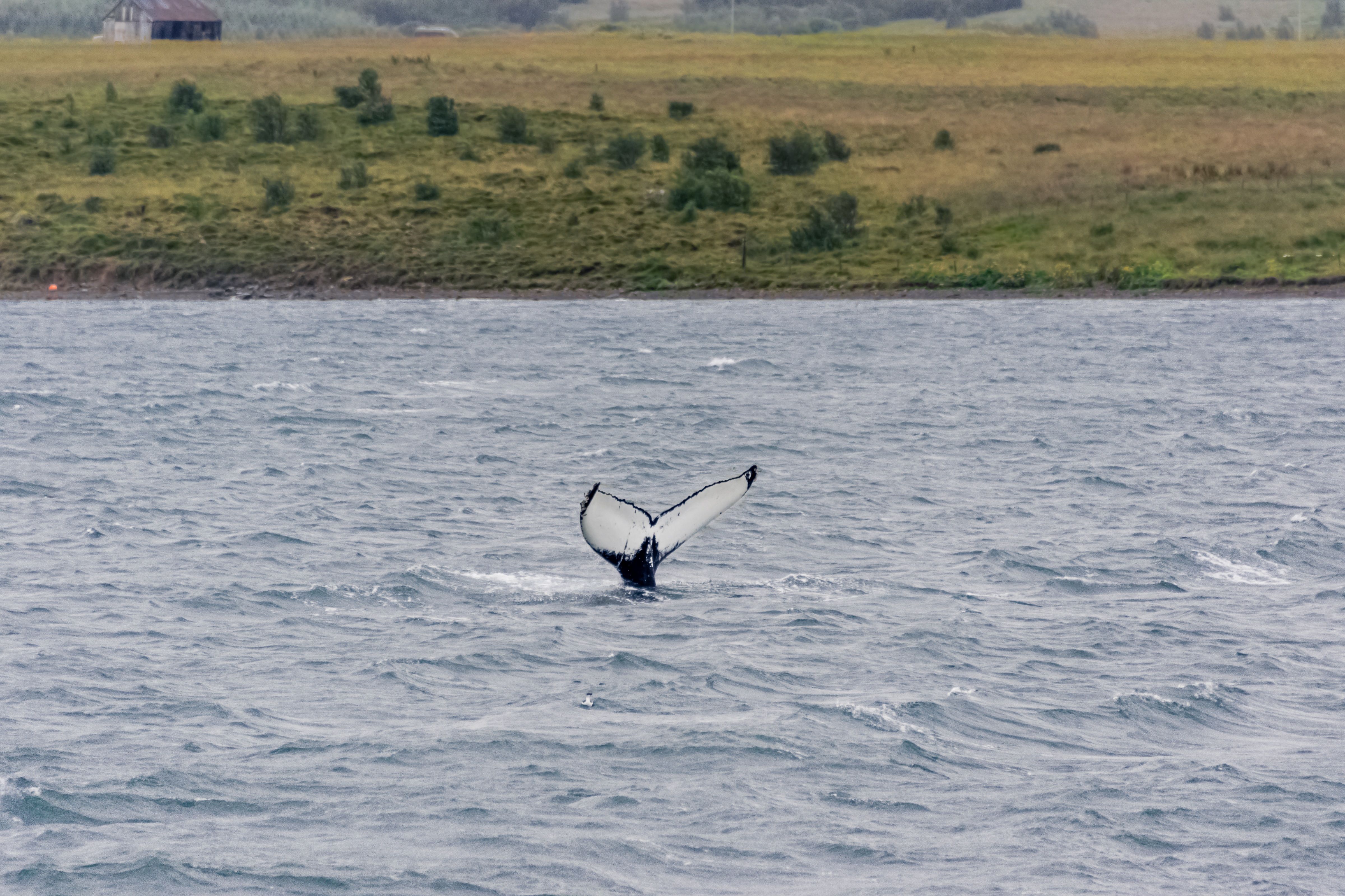 La balena Iskona · Akureyri, Islandia FOTO: Marta Montolío Torrell