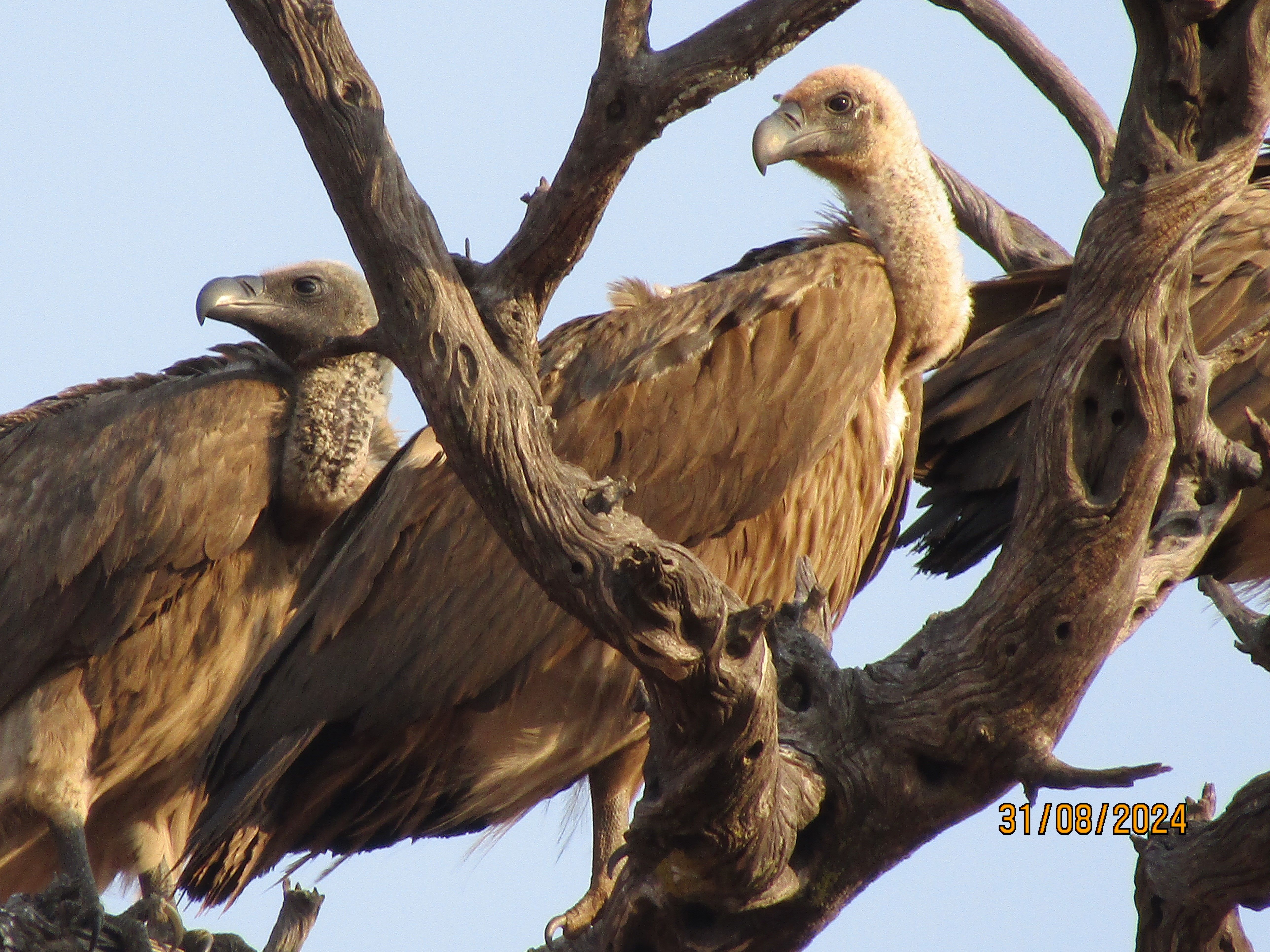 A l'aguait · Parc natural de Chobe (Botswana) FOTO: Joan Granell Agustí