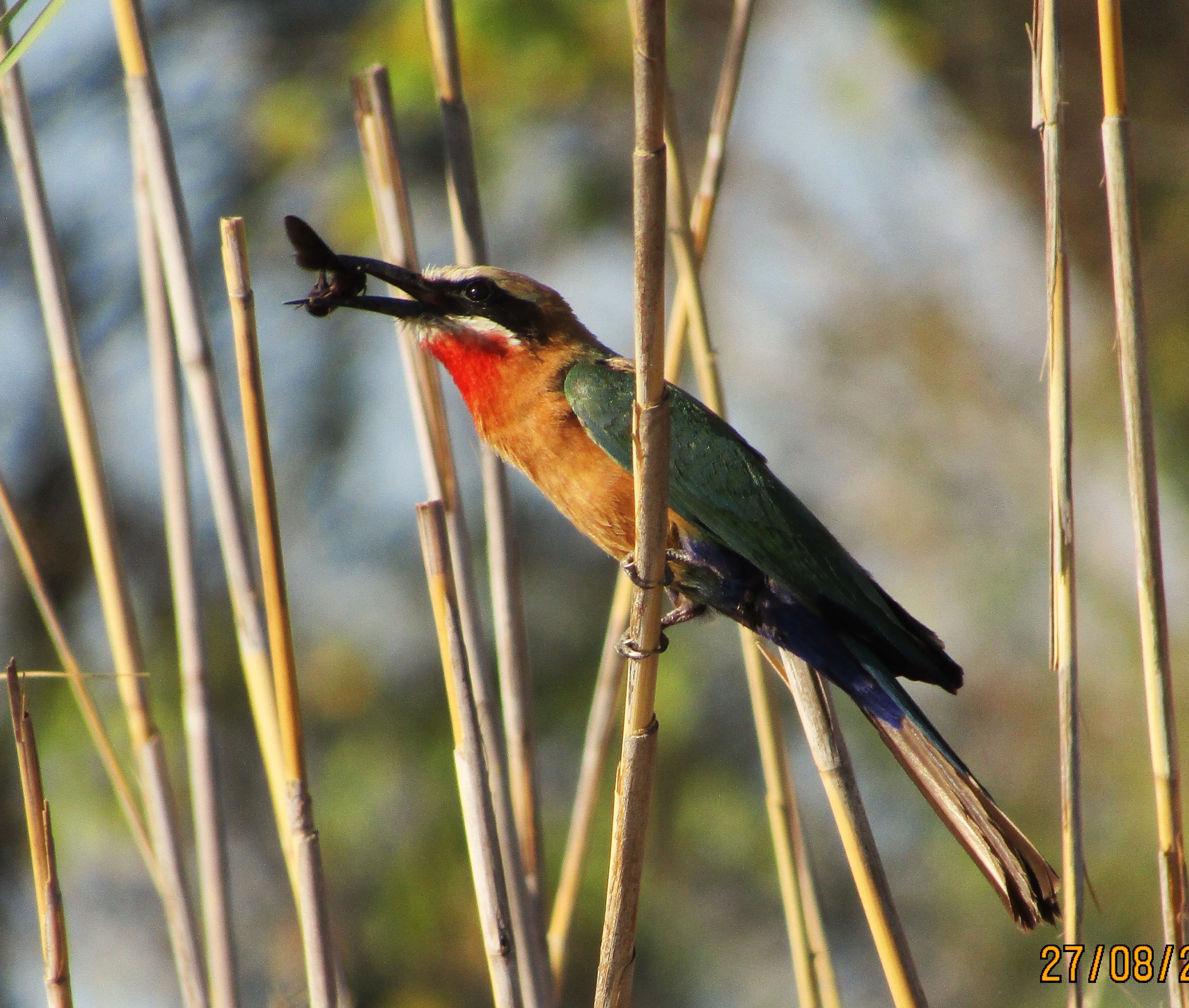 Hora de dinar · Delta de l'Okavango (Botswana) FOTO: Joan Granell Agustí