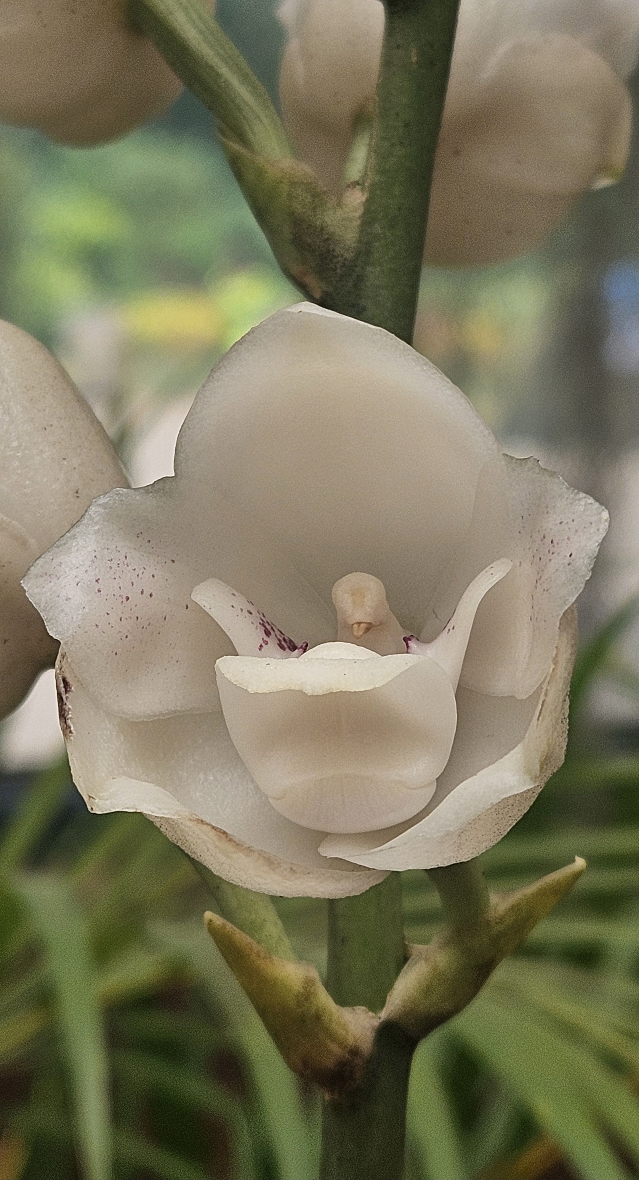 Dónde está el pajarito? · Jardí Botànic de Peradeniya, Sri Lanka FOTO: Carla Humet