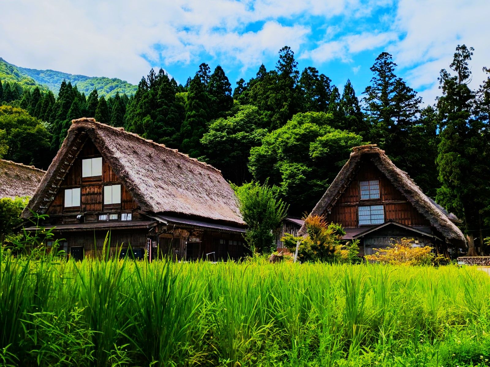 Cultura rural arrossera · Shirakawa go, Japó FOTO: Maria Isabel Rodríguez Morató