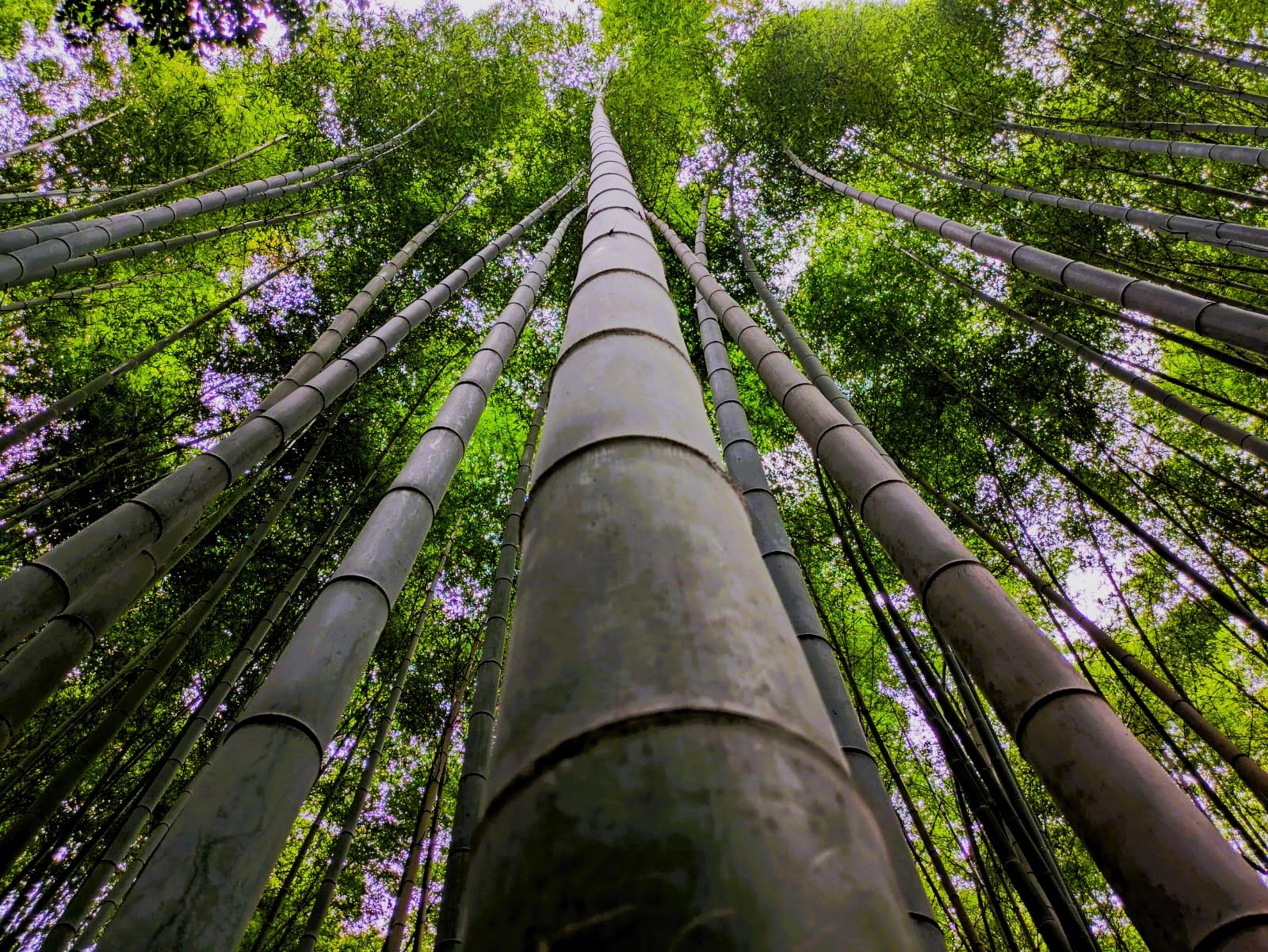 Bosc de bambú d'Arashiyama · Arashiyama (Kioto, Japó) FOTO: Lucas Moreno Sanz