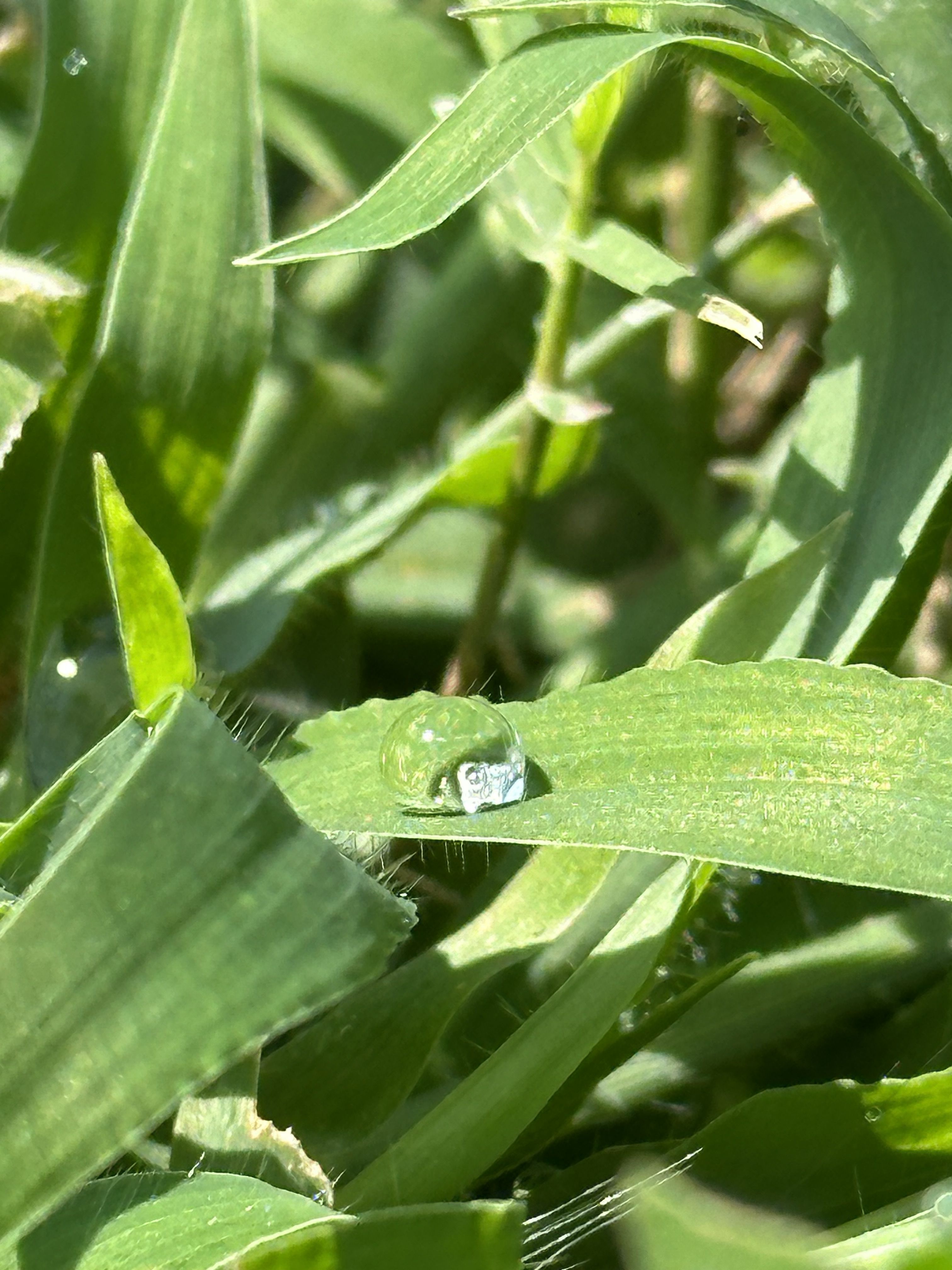 El mirall de la natura · Sant Cugat del Vallès FOTO: Claudia Lázaro Sánchez