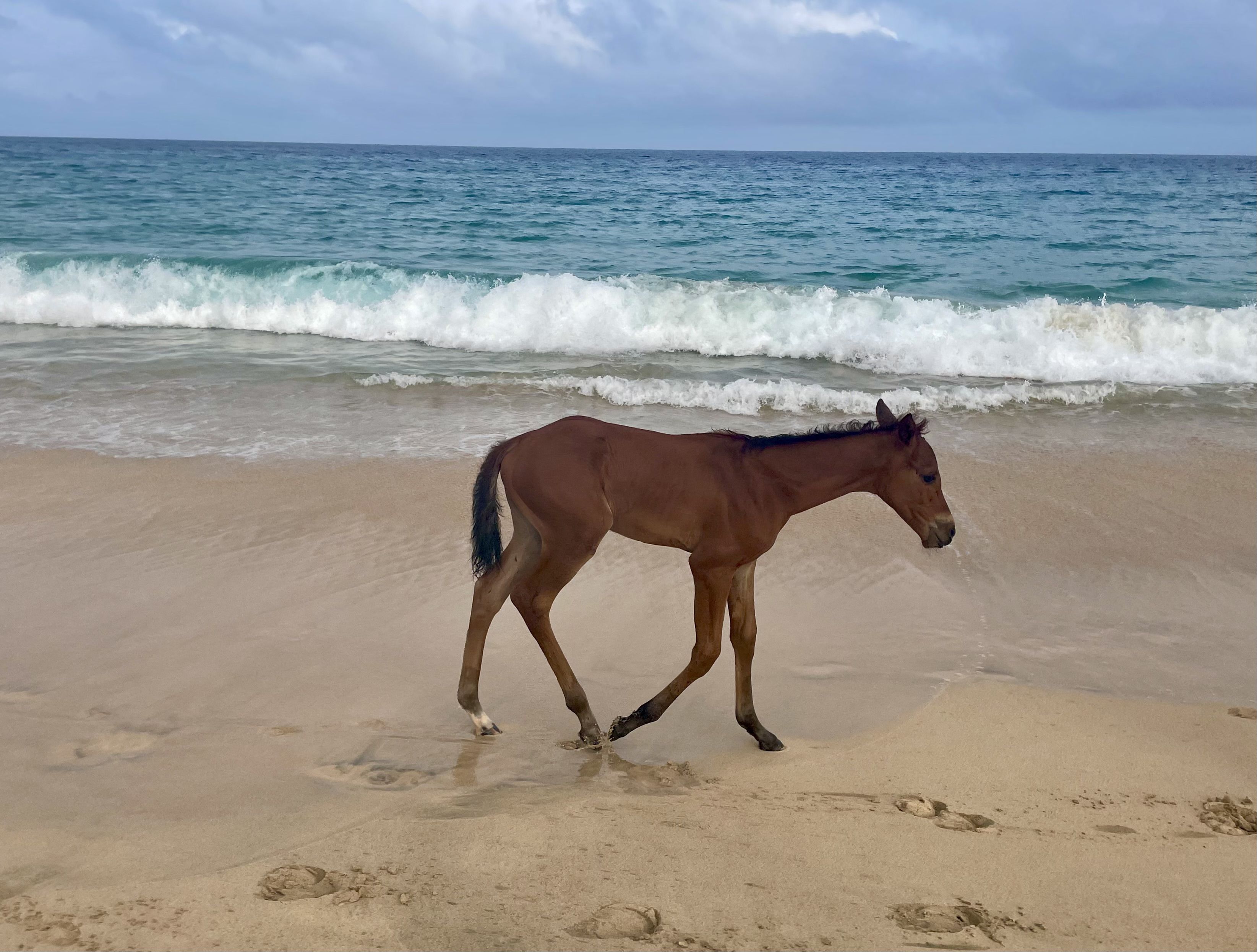 Salvatge · Cabo verde #Elena Ruiz Garcia