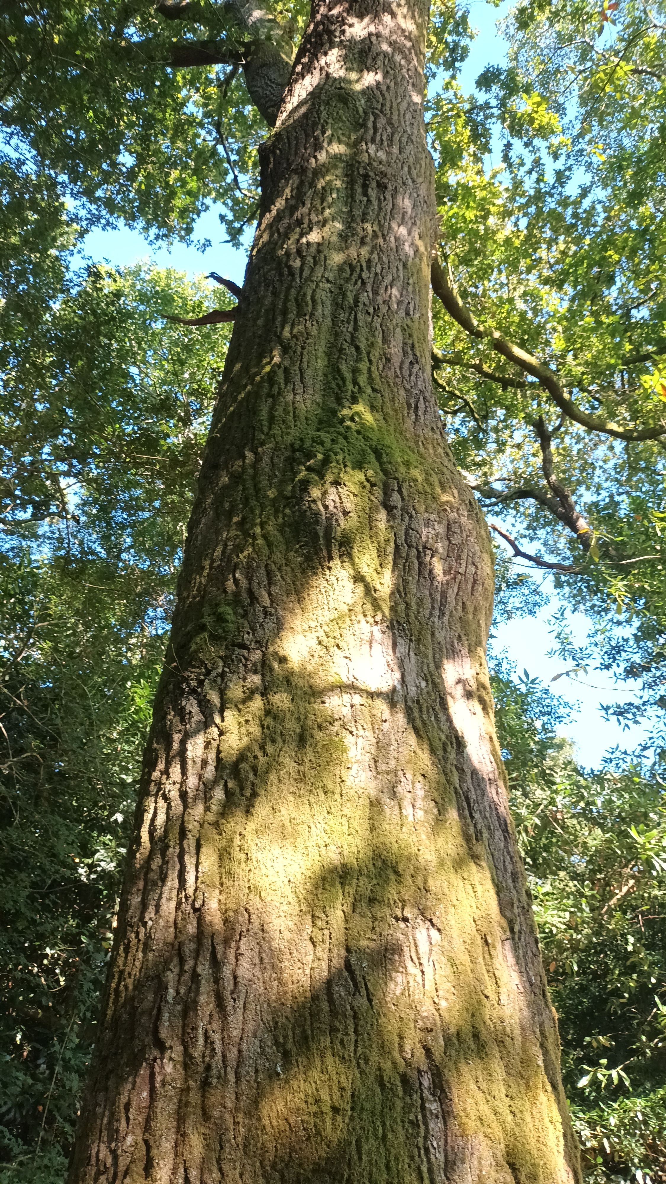 Arbre del Camino de Santiago · Prop de Pontevedra FOTO: Mireia Janué Muntasell