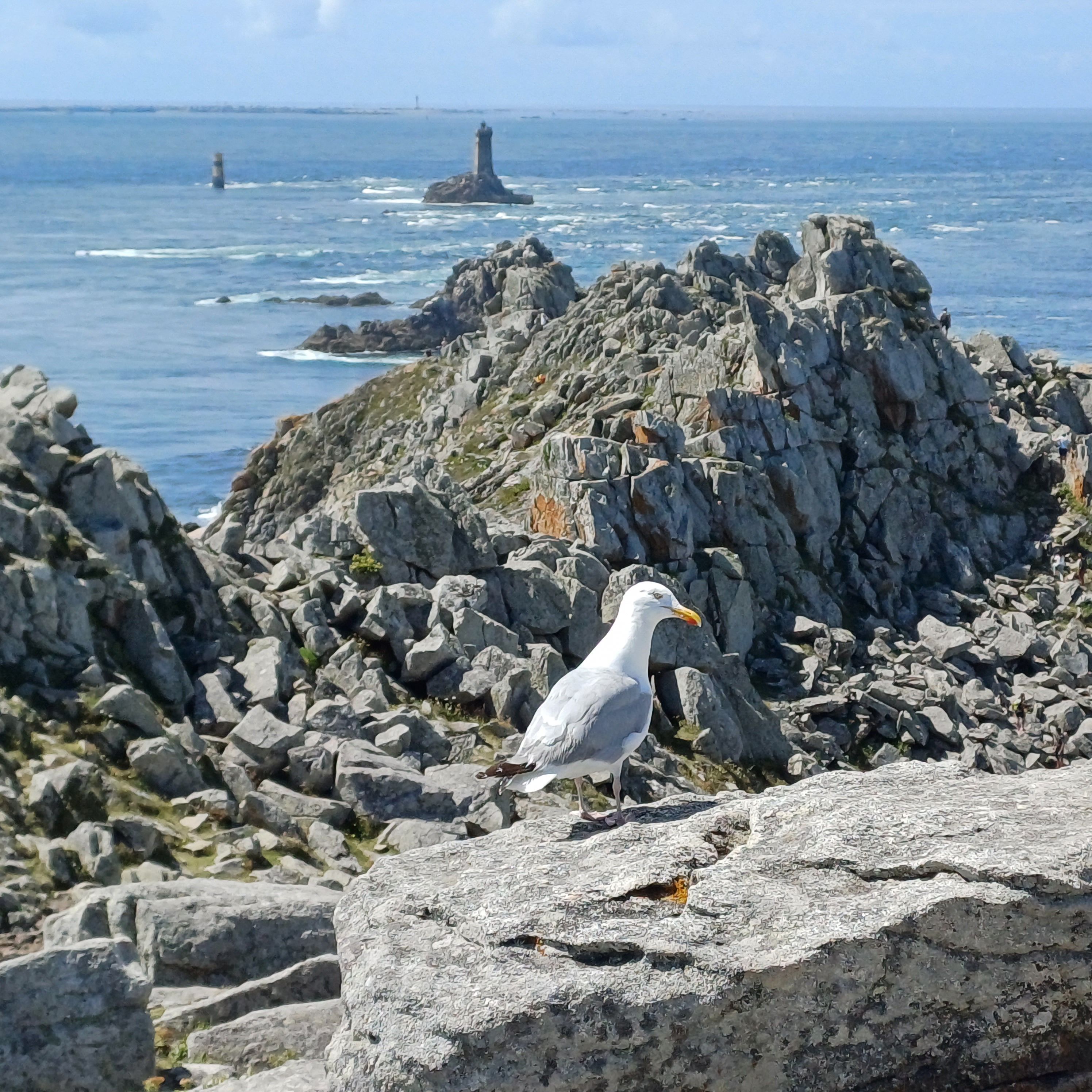 Gavina faronera · Pointe du Raz, Bretanya FOTO: Rita Joaniquet Montoyo