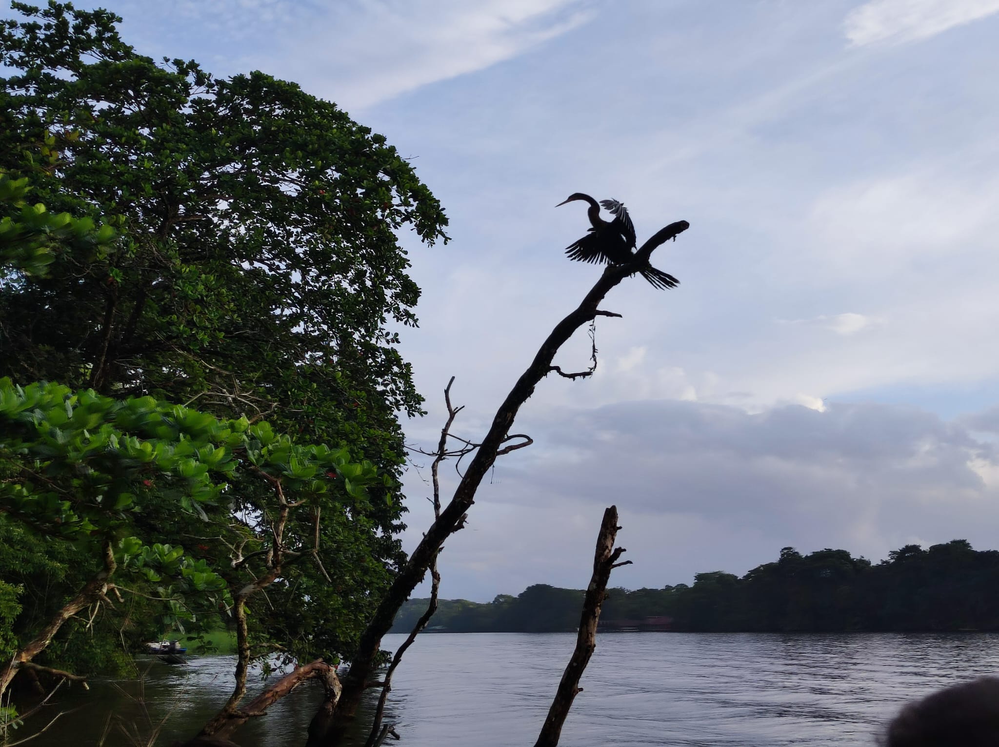 Al Sol · Tortuguero Costa Rica FOTO: Ivan Naval