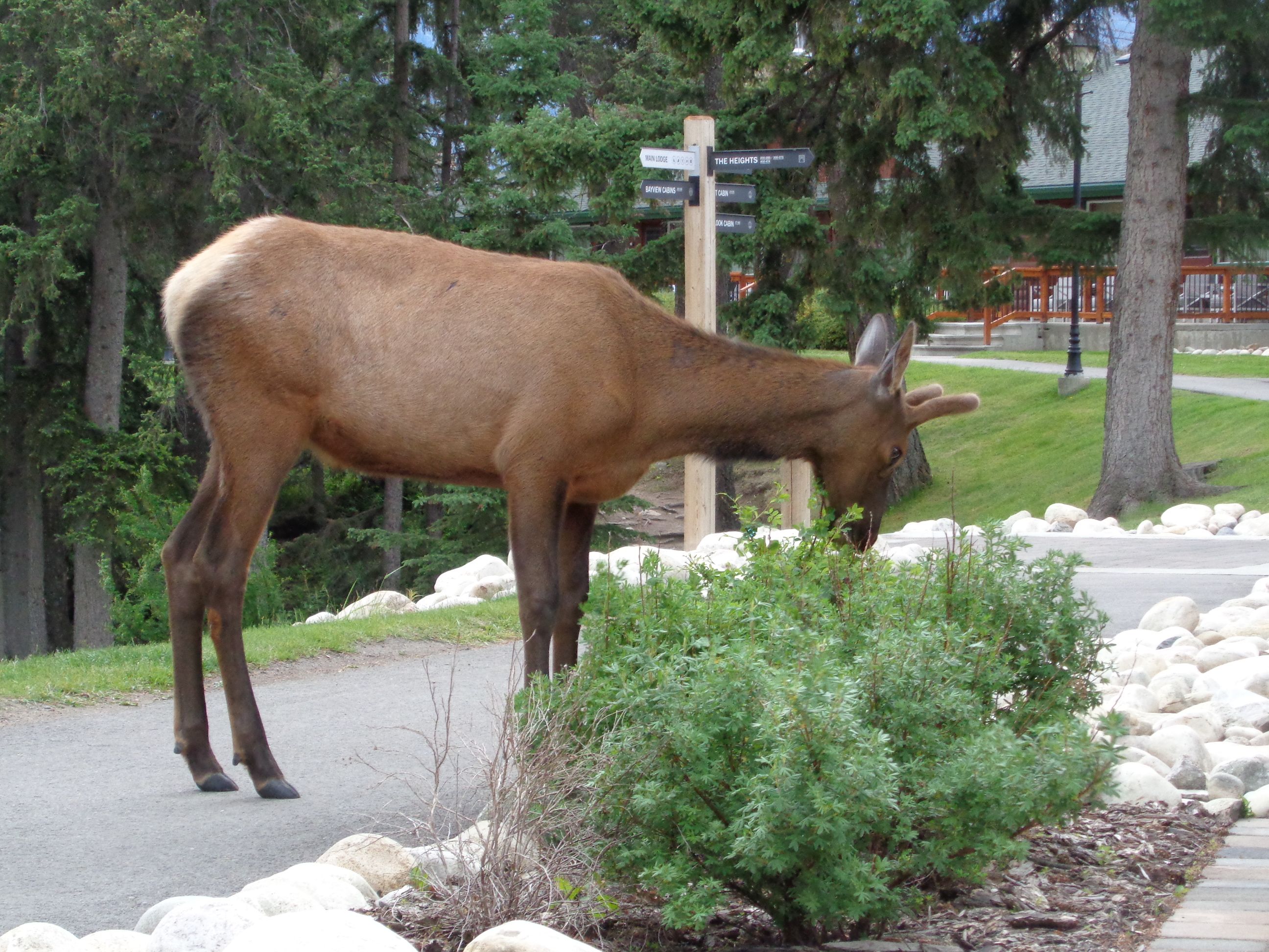 Cèrvols al lodge de Jasper · Parc Nacional de Jasper, Alberta, Canadà FOTO: Olga Sentís Barja