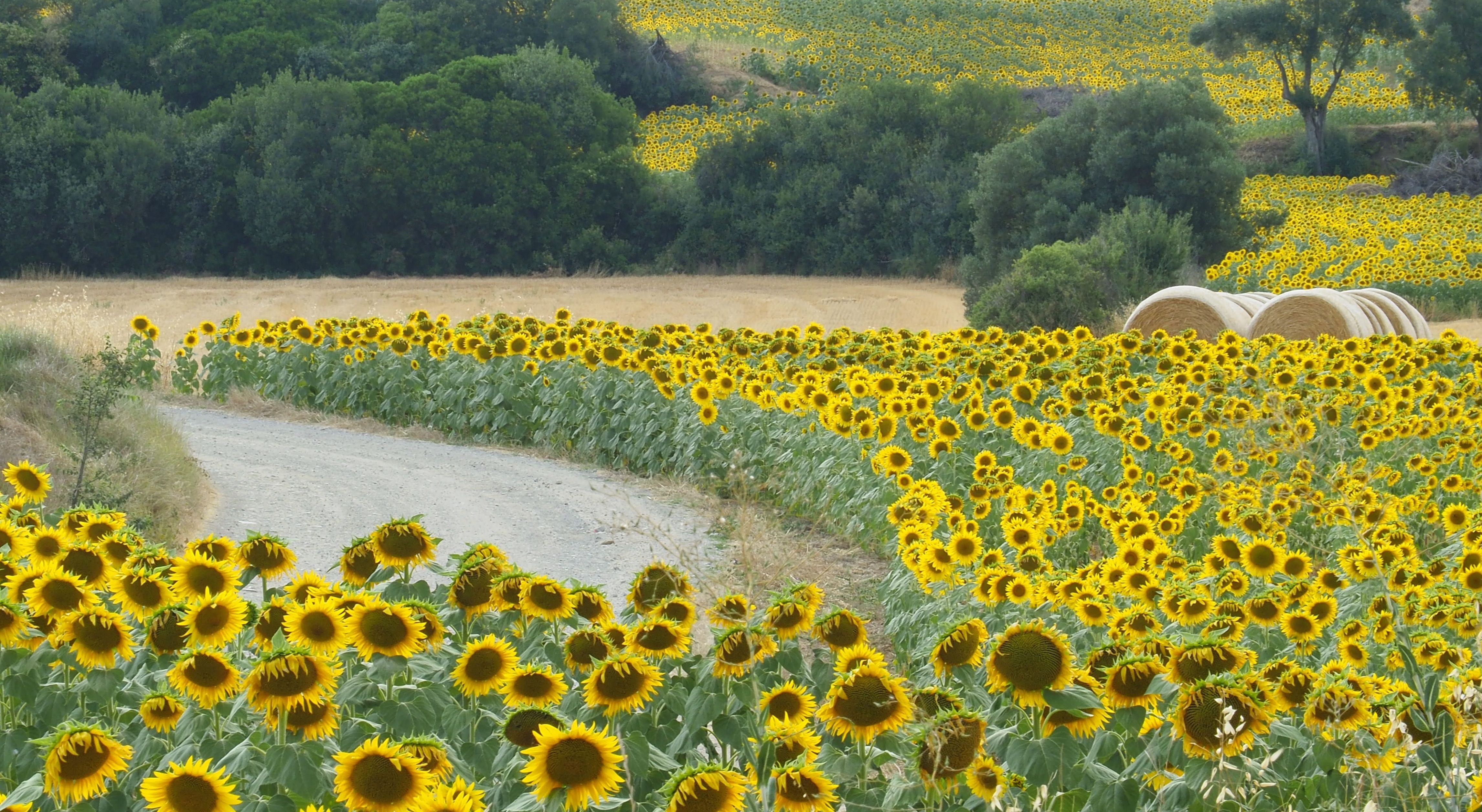 Girasols · Alt Emporda FOTO: Rafael Navarro Gayete