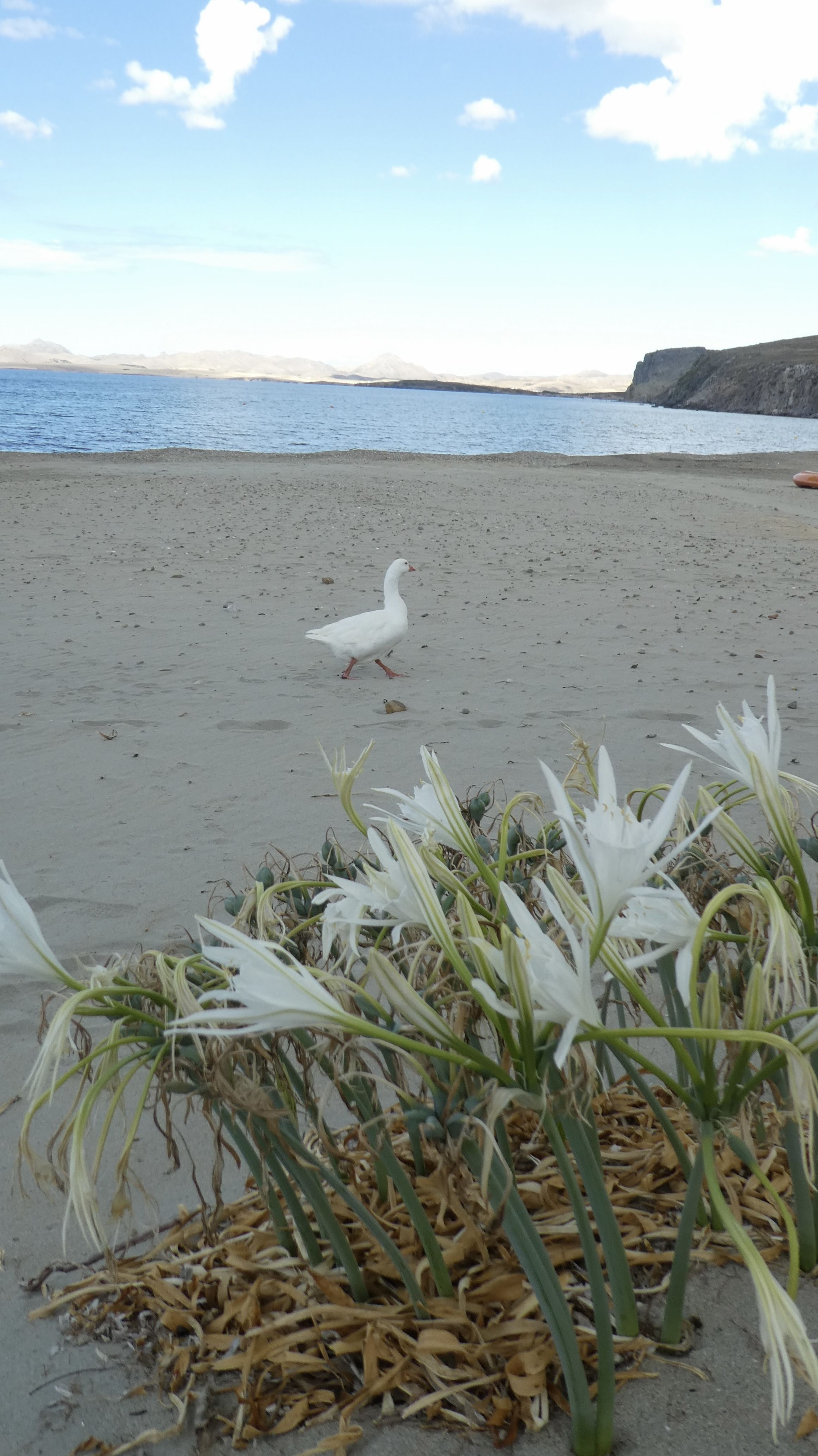 Ha marxat tothom · Lemnos FOTO: Sofia Roma Ferré