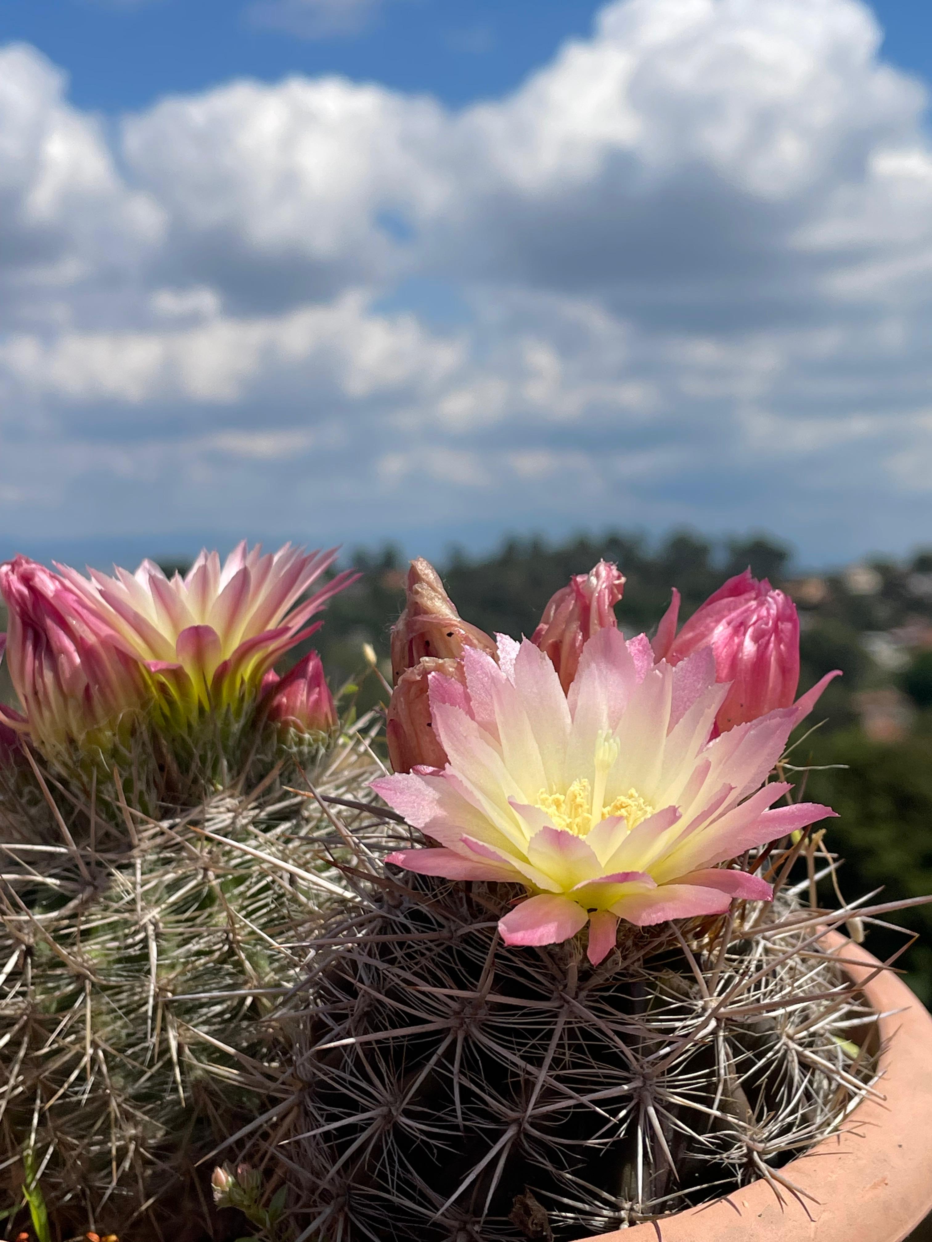 Cactus florit · La Floresta (Sant Cugat) FOTO: Joan Antoni Zamora Escala