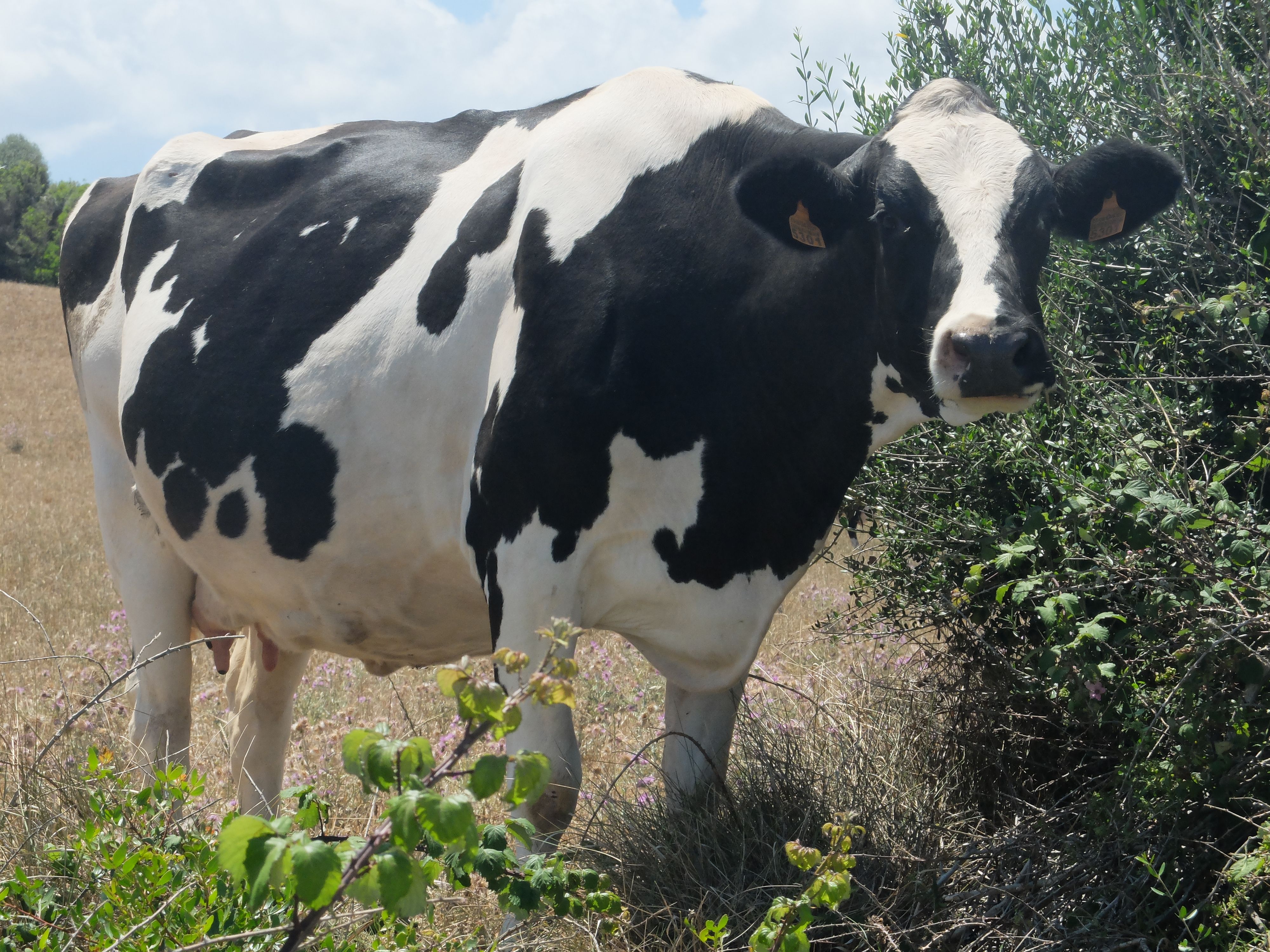 Vaca Frisona Lloc de Santa Catalina · Menorca FOTO: Josep Maria Fe Clavell