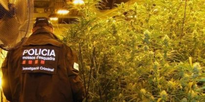 Els Mossos en una actuació contra el tràfic de marihuana FOTO: Mossos d'Esquadra 