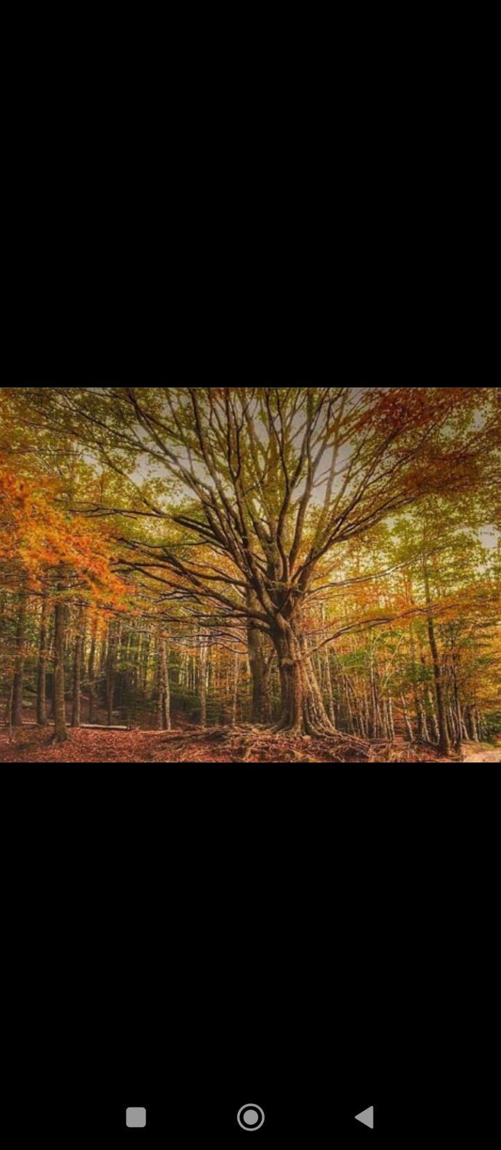 Estimada tardor... · Montseny FOTO: Didac Fernandez Tenorio