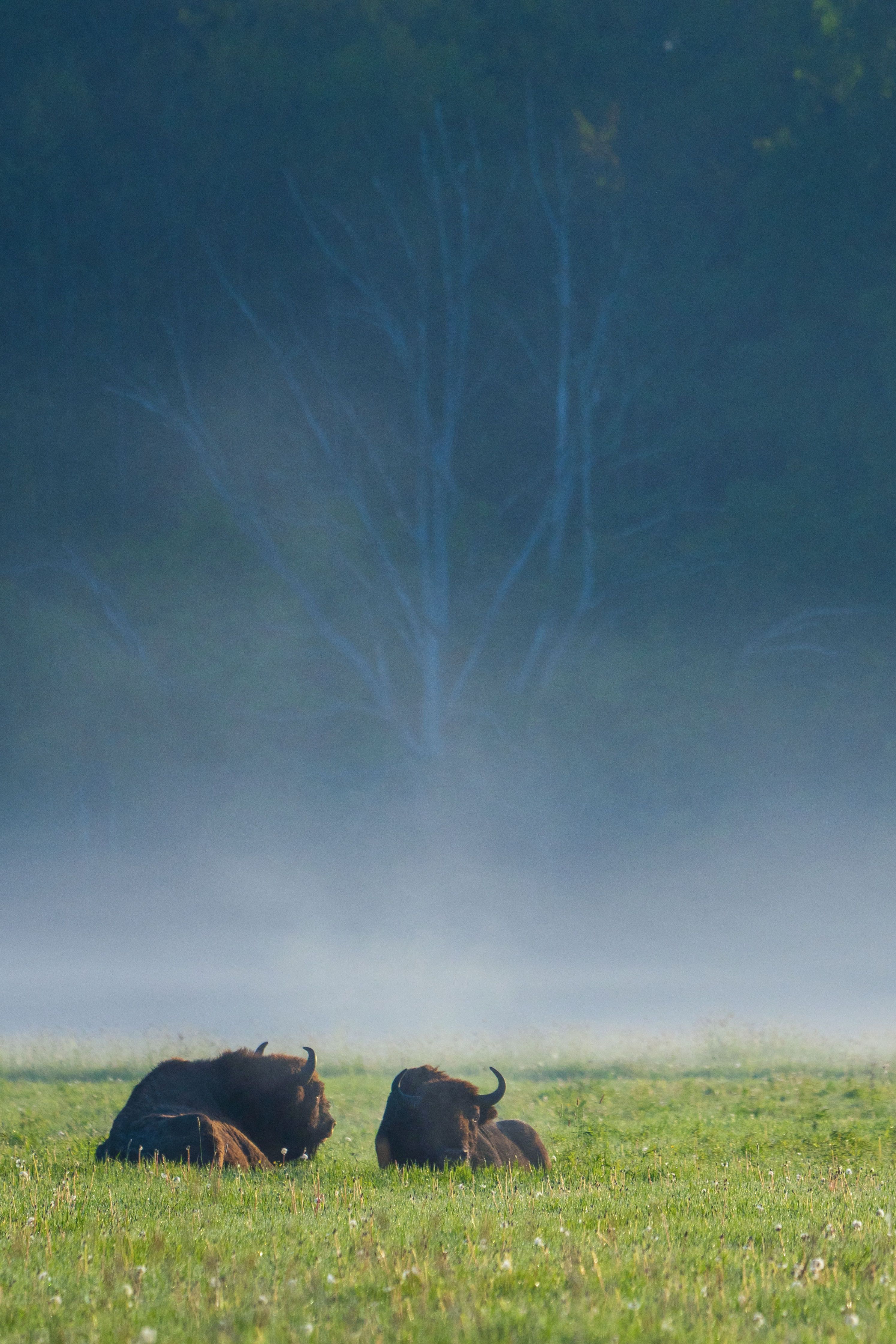 Bisons a l'alba · Bialowieza, Polonia FOTO: Nuria Ferrer Barbany