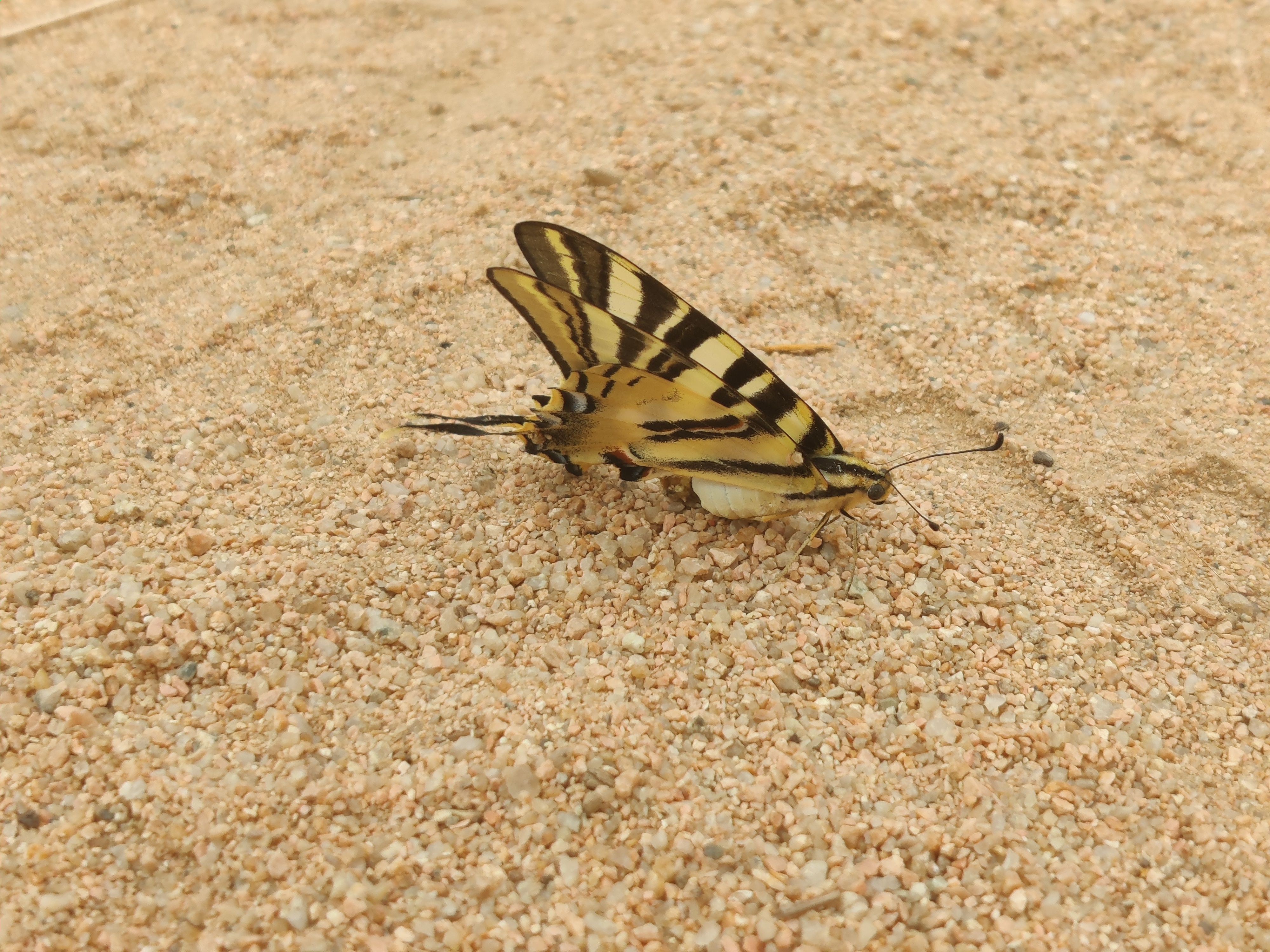 Papallona · Sant Cugat FOTO: Mariona Buges Dachs