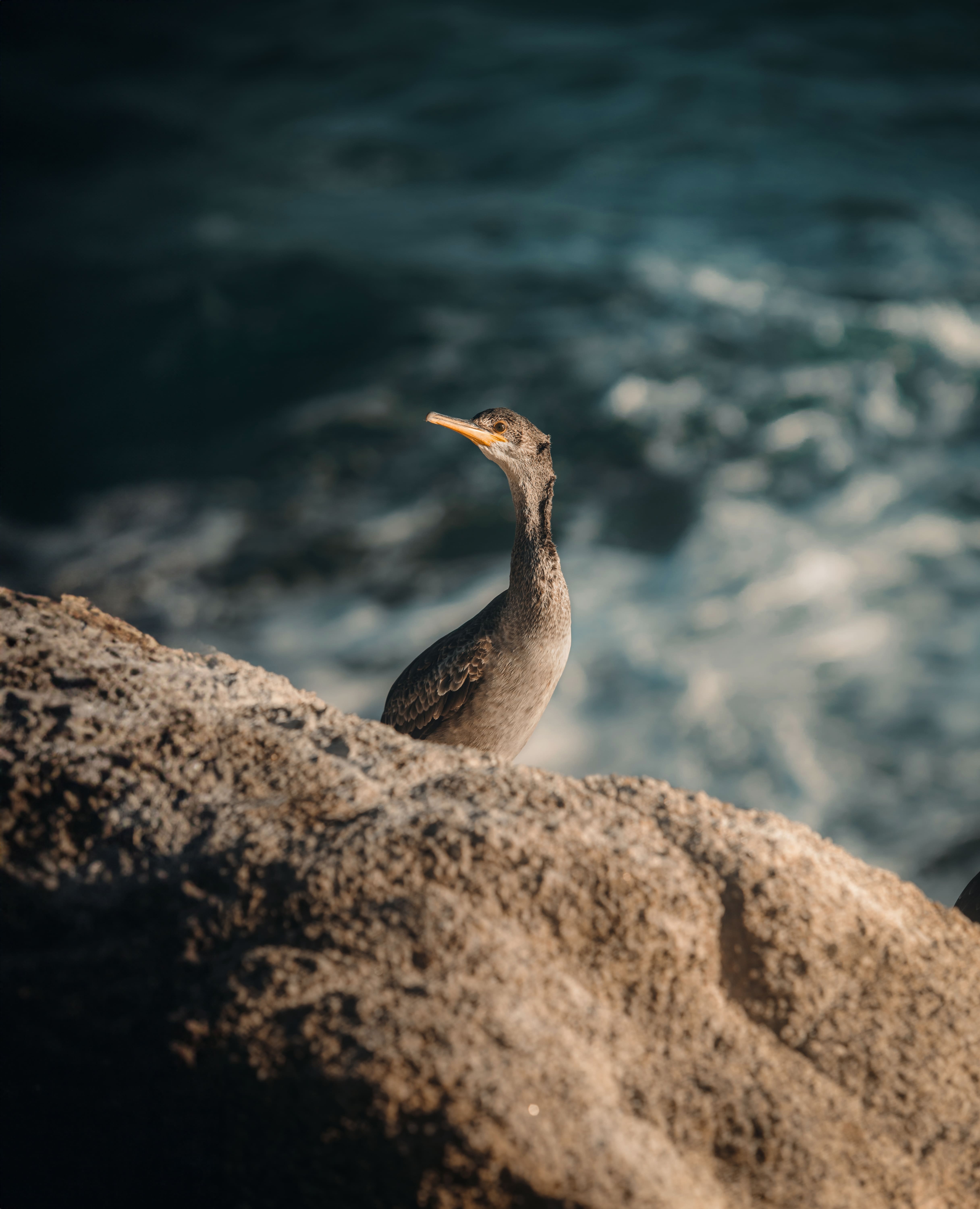 Cormorán gaudint de la tardor · Arenys de Mar FOTO: Arnau Padilla Cobo