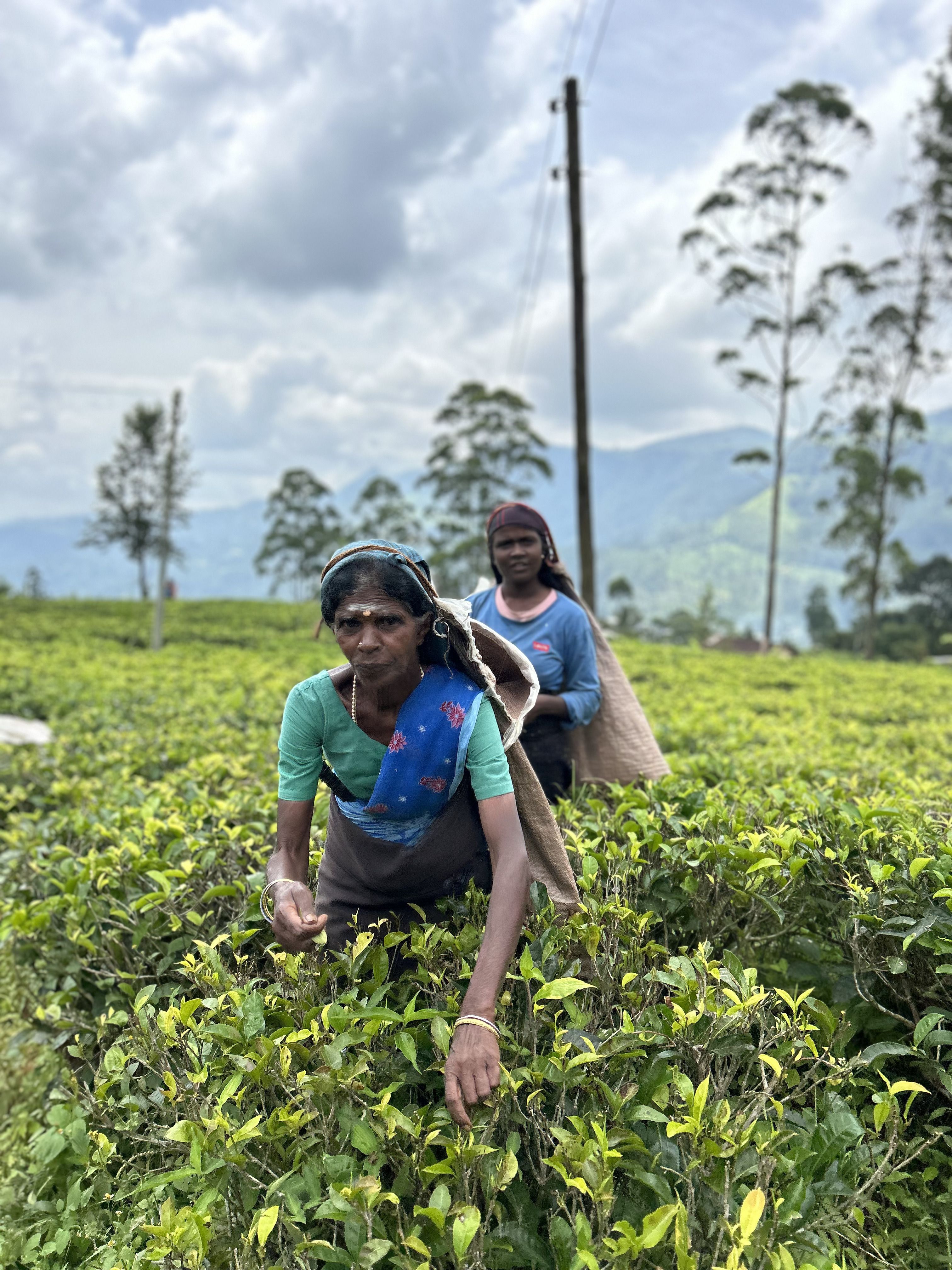 Recolectores de té · Nuwara Eliya FOTO: Santi Sotos Badia