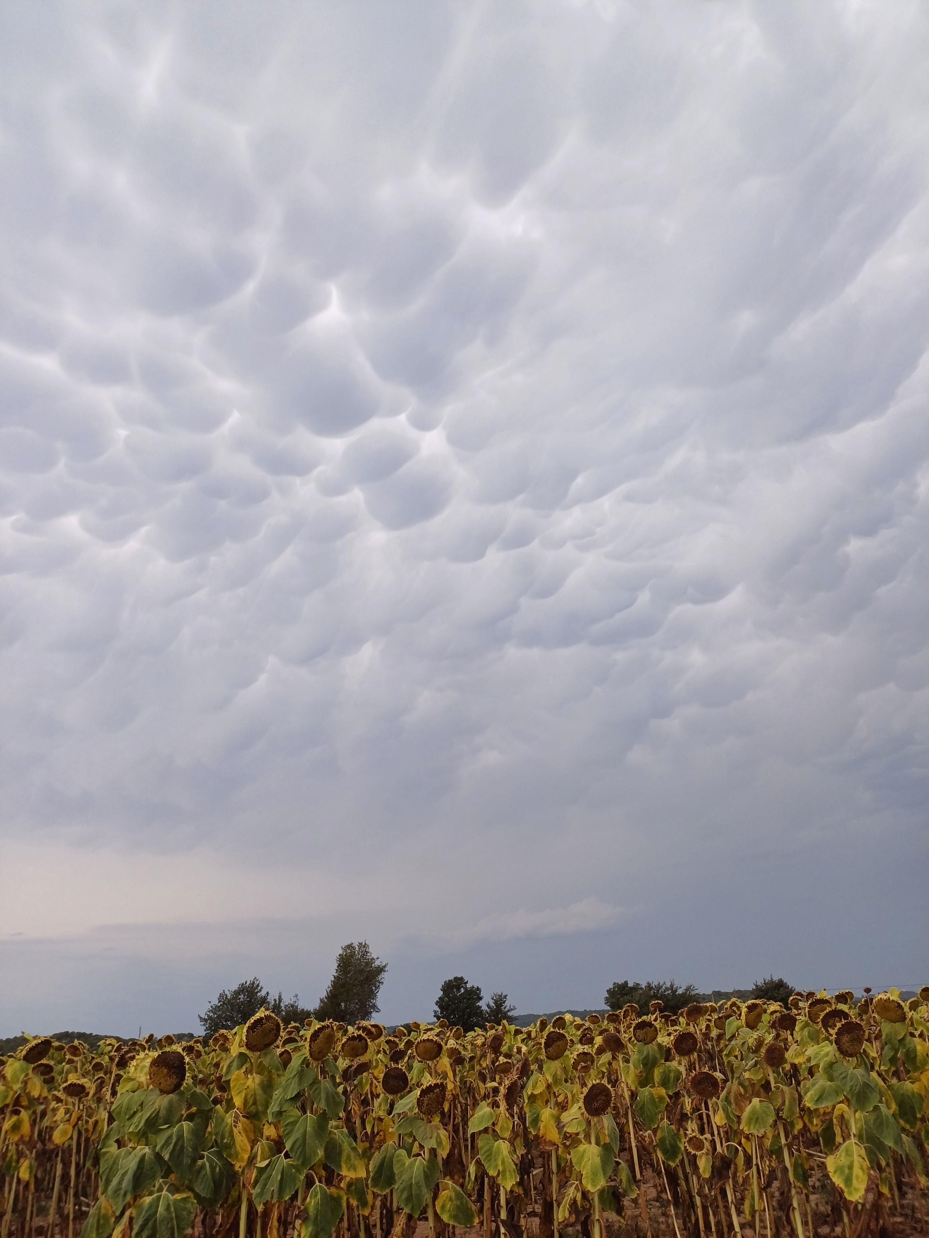 Girasoles esperando la tormenta · Parlavà Girona FOTO: Laura Martín Quijano