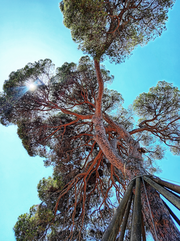 Luz del alma de un árbol · Pi d'en Xandri FOTO: Brenda Calderon Rivera